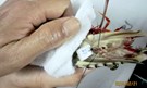 Đeo số Tôm mẹ