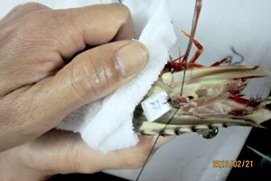Đeo số Tôm mẹ