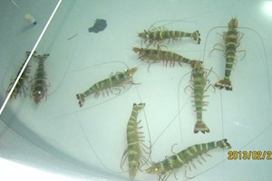Tôm mẹ đã đánh số