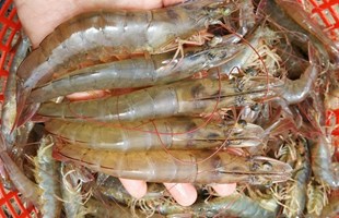 Cách nuôi Tôm thẻ chân trắng hiệu quả