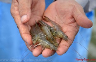 Kinh nghiệm nuôi Tôm thẻ chân trắng hiệu quả