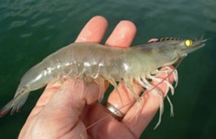 Kỹ thuật nuôi Tôm thẻ chân trắng