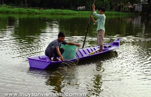 Một số loài tảo độc trong ao và giải pháp phòng trừ