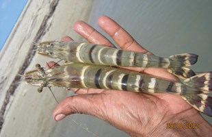 Một số đặc điểm của Tôm sú