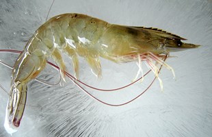Những lưu ý khi nuôi Tôm thẻ chân trắng