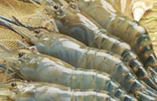 Nuôi Tôm sú sạch- Mô hình thủy sản bền vững