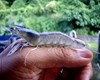Phòng bệnh cho Tôm thẻ chân trắng