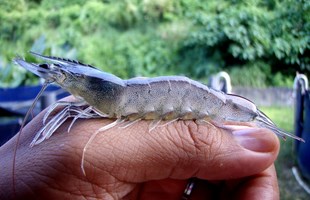 Phòng bệnh cho Tôm thẻ chân trắng