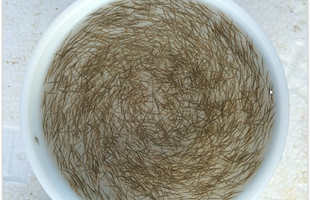 Tôm Sú - Tôm Thẻ