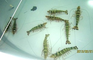 Tôm Sú Bố Mẹ