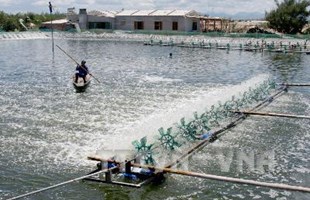 Chênh lệch nhiệt độ giữa ngày và đêm quá cao gây thiệt hại gần 400 ha tôm tại Trà Vinh