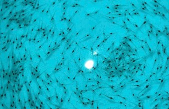 🔥 LÔ TÔM ĐẸP HIẾM – KHÁCH CHỐT LIÊN TỤC, CHẬM LÀ HẾT! 🔥