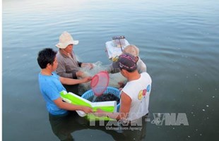 Nâng chất lượng tôm giống gắn với vùng sản xuất tôm thương phẩm