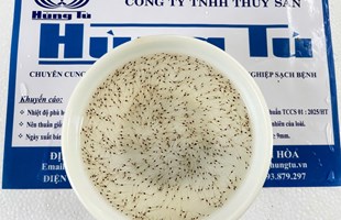 🚚🔥 TÔM HÔM NAY ĐÃ VỀ TỚI TRÀ VINH – SÓC TRĂNG – BẾN TRE! KHÁCH NHẬN KHOE LIÊN TỤC! 🔥🚚
