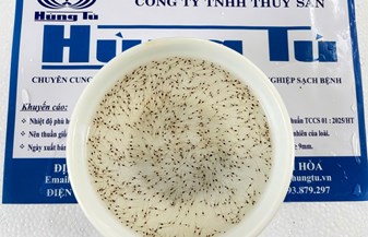 🚚🔥 TÔM HÔM NAY ĐÃ VỀ TỚI TRÀ VINH – SÓC TRĂNG – BẾN TRE! KHÁCH NHẬN KHOE LIÊN TỤC! 🔥🚚