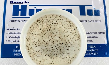 🚚🔥 TÔM HÔM NAY ĐÃ VỀ TỚI TRÀ VINH – SÓC TRĂNG – BẾN TRE! KHÁCH NHẬN KHOE LIÊN TỤC! 🔥🚚