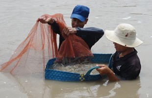 Ðảm bảo an toàn, chất lượng cho ngành hàng tôm