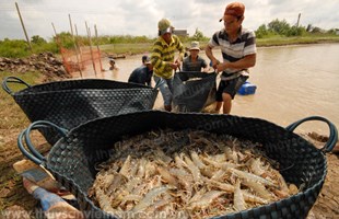 Bạc Liêu: Thận trọng thương lái ép giá tôm