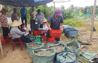 Bến Tre nâng tầm giá trị tôm biển