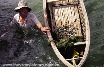 Bền vững mô hình rong biển - thủy sản