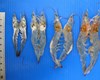 Bệnh vi bào tử trùng trên tôm thẻ chân trắng