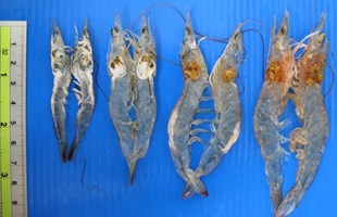 Bệnh vi bào tử trùng trên Tôm Thẻ Chân Trắng