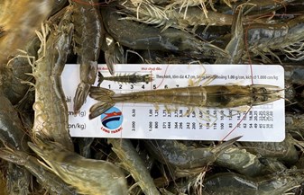 Biện pháp kiểm soát khí độc Nitrite (NO2) trong mô hình nuôi tôm TLSS-547