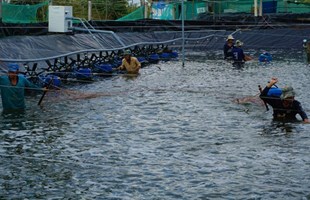 Cà Mau: Tỷ lệ nuôi tôm siêu thâm canh thành công 85%