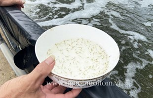Cà Mau sản xuất khoảng 10,35 tỉ con tôm giống mỗi năm