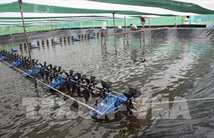 Cà Mau siết chặt quản lý trong nuôi tôm siêu thâm canh