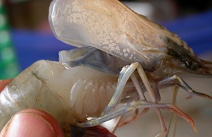 Các trường hợp “Bệnh đốm trắng” trên Tôm nuôi