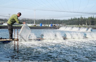 Cải thiện nguồn nước cho tôm nuôi