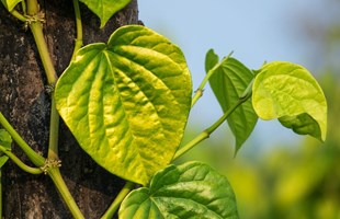 Chiết xuất lá trầu không có khả năng ức chế vi khuẩn trên tôm thẻ