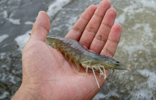 Cơ hội thị trường thủy sản ở châu Á đang tiềm năng hơn Mỹ