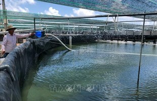 Để sản xuất tôm trở thành ngành kinh tế mũi nhọn