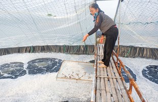 Để tôm vụ đông thành công