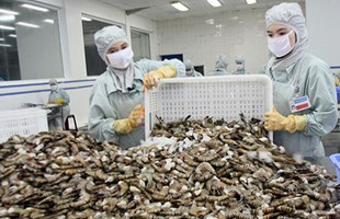 Dự báo giá tôm sẽ tăng trong thời gian tới do nhu cầu mạnh