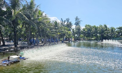 Đưa công nghệ giúp nuôi tôm bền vững vùng duyên hải miền Trung
