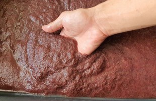 Dùng trùn chỉ làm thức ăn cho tôm giống