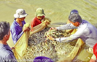 Giá tôm đảo chiều tăng nhẹ