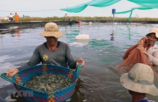 Giá tôm thẻ chân trắng và tôm sú thương phẩm ở Trà Vinh tăng trở lại
