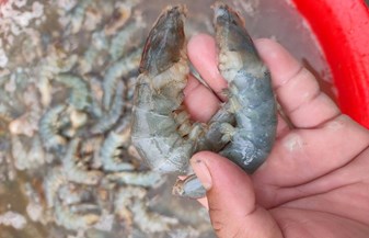 Giải pháp cho hiện tượng tôm rớt đáy không rõ nguyên nhân