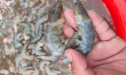 Giải pháp cho hiện tượng tôm rớt đáy không rõ nguyên nhân