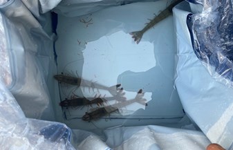 HÙNG TÚ NHẬP LÔ TÔM BỐ MẸ MỚI