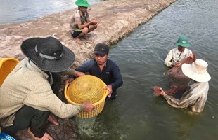 Hứng khởi vào vụ tôm mới ở ĐBSCL