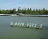 Kể từ ngày 01/02/2015, nuôi Tôm nước lợ (Tôm Sú và Tôm Chân Trắng) phải đáp ứng các điều kiện theo QCVN 02 - 19 : 2014/BNNPTNT