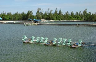 Kể từ ngày 01/02/2015, nuôi Tôm nước lợ (Tôm Sú và Tôm Chân Trắng) phải đáp ứng các điều kiện theo QCVN 02 - 19 : 2014/BNNPTNT