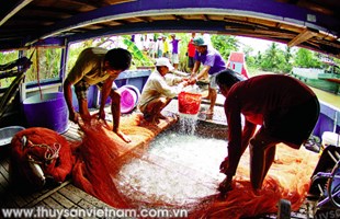 Khả quan chất lượng giống thủy sản