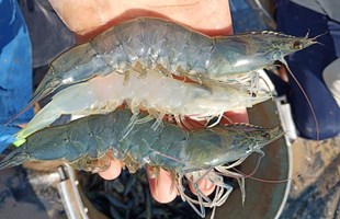 Khắc phục bệnh ăn yếu và mềm vỏ ở tôm