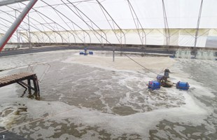 Khử trùng nước bằng Ozone tốt hơn tia UV khi nuôi tôm tuần hoàn?